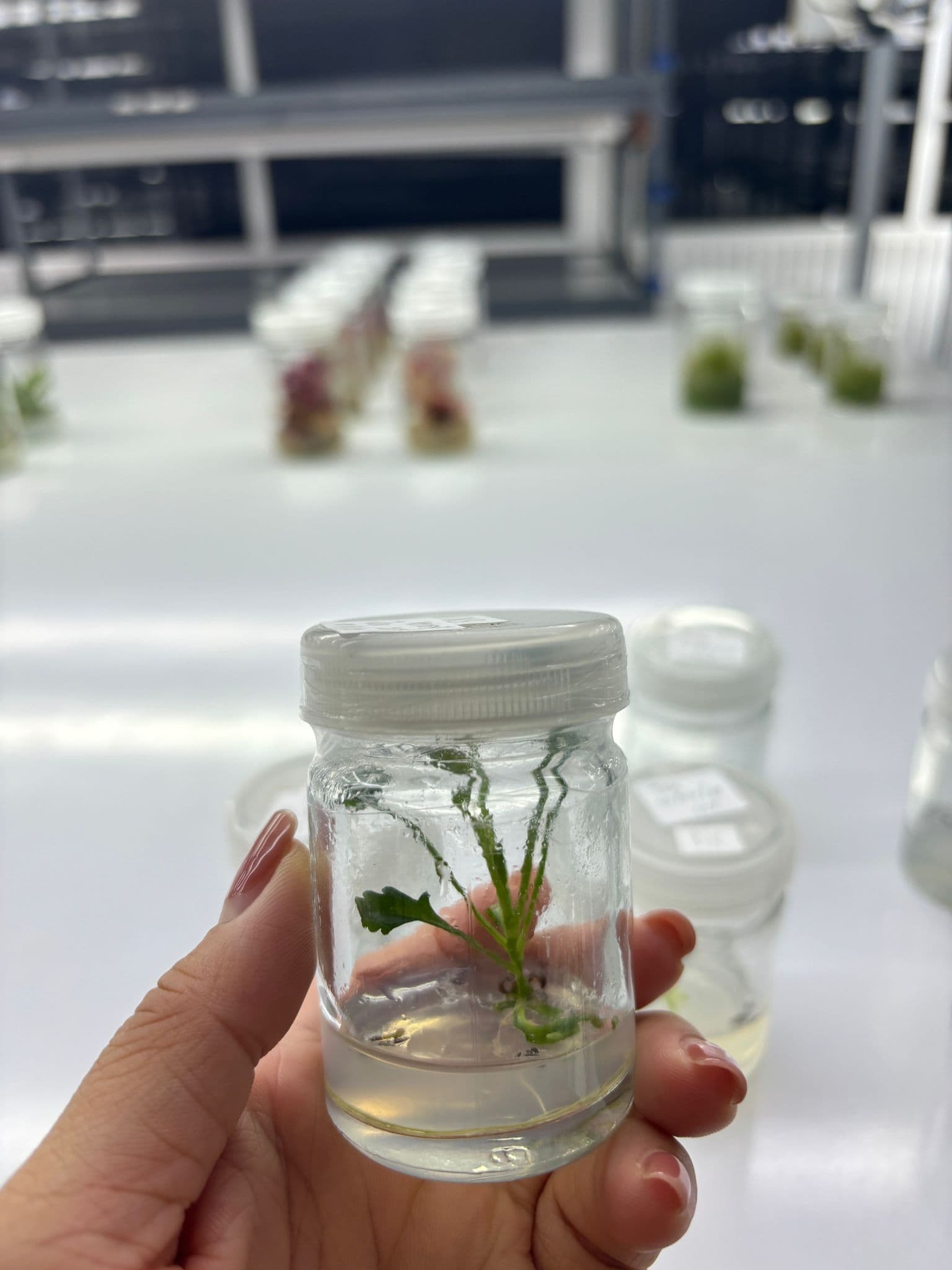 Plant tissue culture research