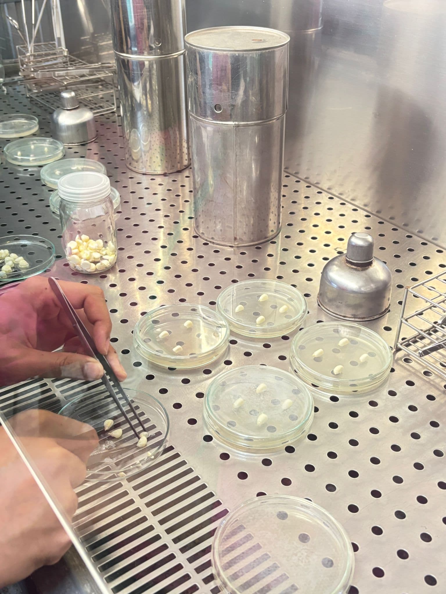 Plant tissue culture research